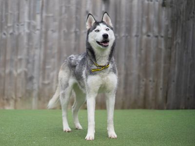 Pandora | Siberian Husky | Kenilworth (West Midlands) - 3