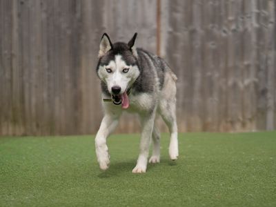 Pandora | Siberian Husky | Kenilworth (West Midlands) - 2