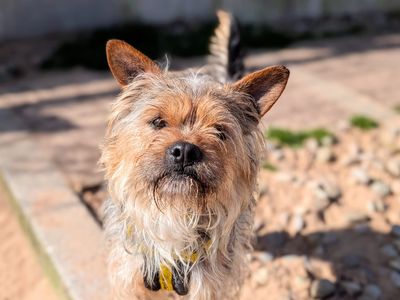 Nigel | Terrier (Yorkshire) Cross | Cardiff - 5