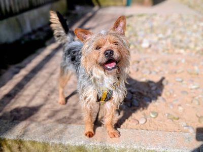 Nigel | Terrier (Yorkshire) Cross | Cardiff - 3