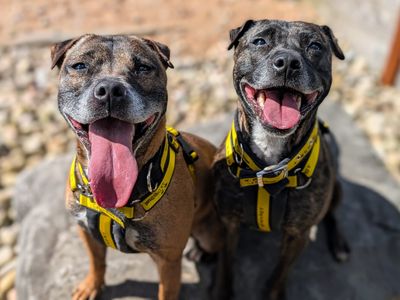 Cassie & Fluke | Terrier (Staffordshire Bull) | Cardiff - 3