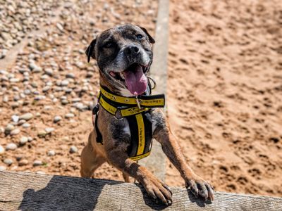 Cassie & Fluke | Terrier (Staffordshire Bull) | Cardiff - 5