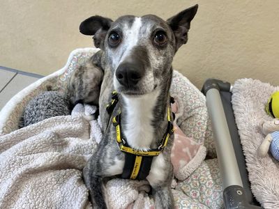 Ghost | Whippet | Ballymena (Northern Ireland) - 2