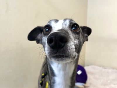 Ghost | Whippet | Ballymena (Northern Ireland) - 3