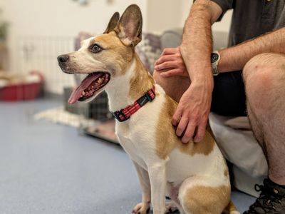 Charmander | Terrier (Jack Russell) Cross | Cardiff - 5