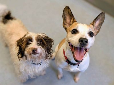 Charmander | Terrier (Jack Russell) Cross | Cardiff - 3
