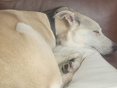 Frank | Greyhound Cross | Leeds - 5