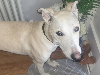 Frank | Greyhound Cross | Leeds - 3