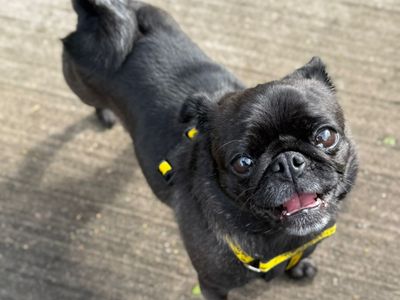 Maisie | Pug | Shrewsbury (Shropshire) - 2