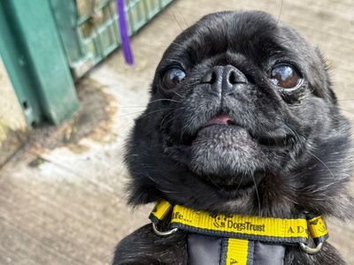 Maisie | Pug | Shrewsbury (Shropshire) - 3