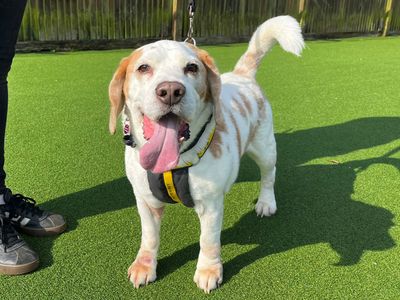 Diesel, a 9 years old male Beagle available for adoption from Dogs Trust in Kent