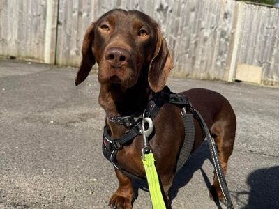 Ozzy | Dachshund (Smooth Haired) Cross | Salisbury (Wiltshire) - 3