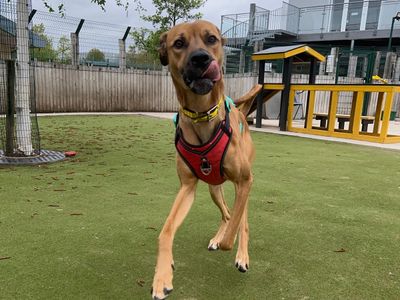 Jude | Mastiff Cross | Manchester - 3