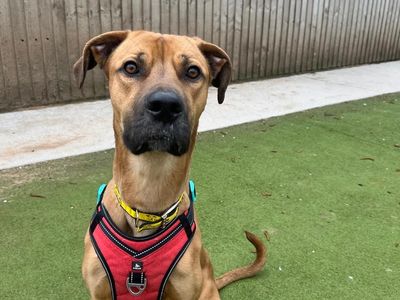 Jude | Mastiff Cross | Manchester - 1