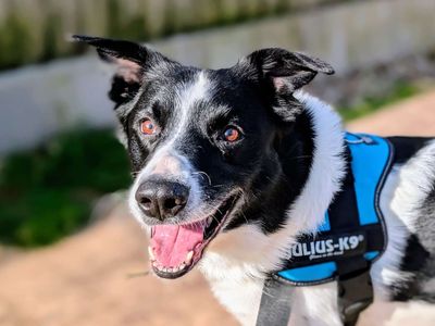 Bryn | Collie (Smooth) | Cardiff - 5