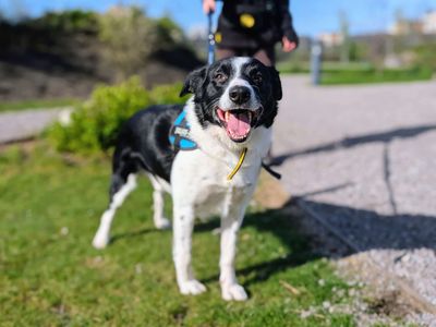 Bryn | Collie (Smooth) | Cardiff - 3