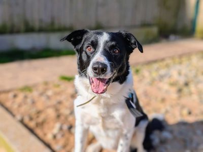 Bryn, a 7 years old male Collie available for adoption from Dogs Trust in Wales