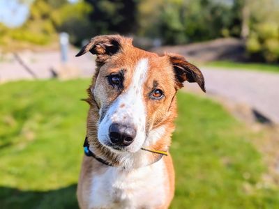 Toast | Collie (Smooth) | Cardiff - 3