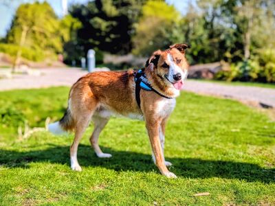 Toast | Collie (Smooth) | Cardiff - 5