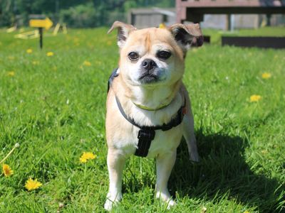 Joey | Chihuahua (Smooth Coat) Cross | Merseyside (Liverpool) - 2