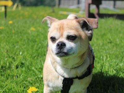 Joey | Chihuahua (Smooth Coat) Cross | Merseyside (Liverpool) - 3