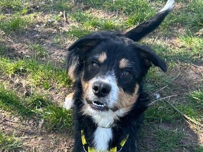 Arthur, a 2 years old male Collie available for adoption from Dogs Trust in Shropshire