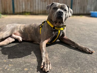 Atlas, a 4 years old male Staffordshire Bull Terrier available for adoption from Dogs Trust in Shropshire
