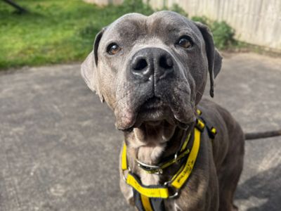 Atlas | Terrier (Staffordshire Bull) Cross | Shrewsbury (Shropshire) - 5