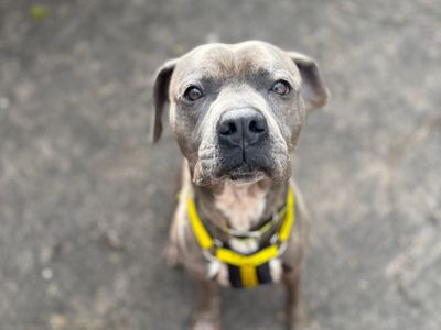 Atlas | Terrier (Staffordshire Bull) Cross | Shrewsbury (Shropshire) - 3