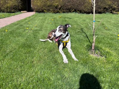 Lassie Longlegs | Lurcher | Dundee - 5