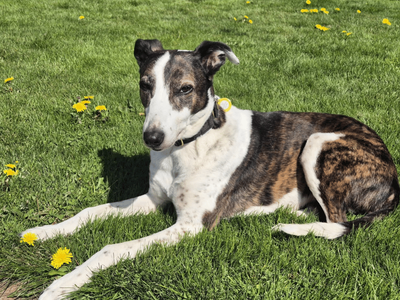 Lassie Longlegs | Lurcher | Dundee - 3