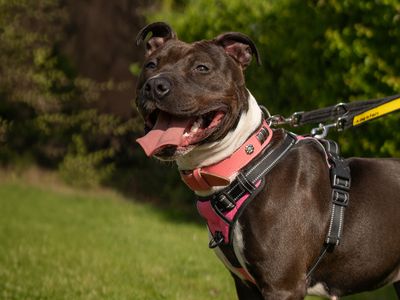 Myla | Terrier (Staffordshire Bull) | Kenilworth (West Midlands) - 1