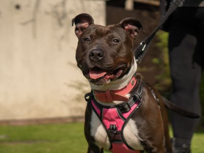 Myla | Terrier (Staffordshire Bull) | Kenilworth (West Midlands) - 3