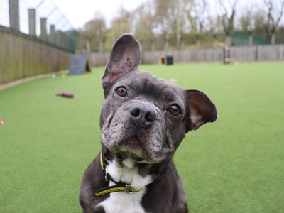 Mallow | French Bulldog Cross | Glasgow - 3