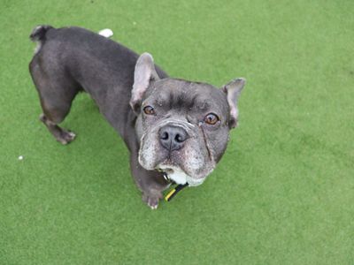 Mallow | French Bulldog Cross | Glasgow - 2