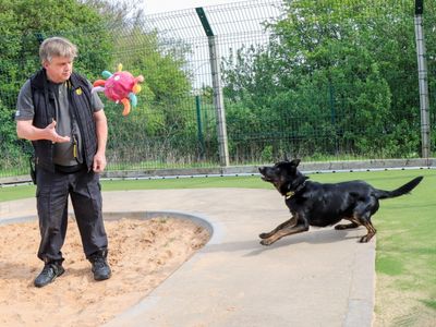 Lestrade | German Shepherd Dog Cross | Evesham (Worcestershire) - 5