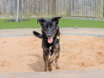 Lestrade | German Shepherd Dog Cross | Evesham (Worcestershire) - 3