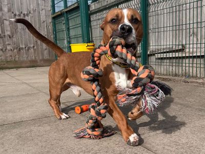 Sherlock | Terrier (Staffordshire Bull) Cross | Harefield West London - 1