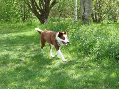 Bee, a 4 years old female Collie available for adoption from Dogs Trust in Greater London