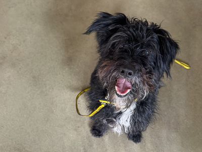 Linas, a 7 years old male Schnauzer available for adoption from Dogs Trust in Essex