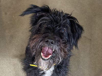 Linas — Schnauzer Cross