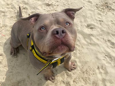 Kreed | American Bully Pocket | Harefield West London - 2