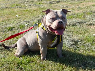 Kreed | American Bully Pocket | Harefield West London - 3