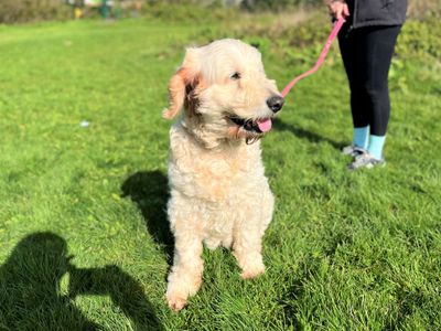 Daisy | Retriever (Golden) Cross | Bridgend (Wales) - 5