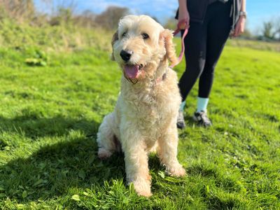 Daisy | Retriever (Golden) Cross | Bridgend (Wales) - 3