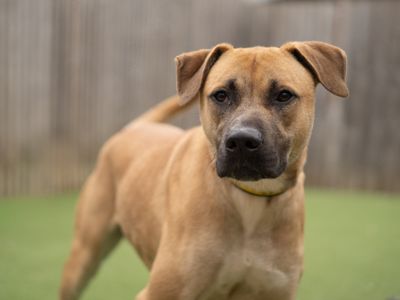 Dave | Belgian Shepherd Dog (Malinois) Cross | Kenilworth (West Midlands) - 3