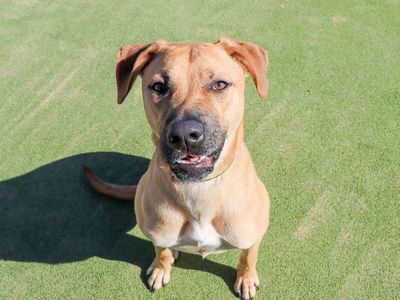 Juno | Crossbreed | Evesham (Worcestershire) - 5