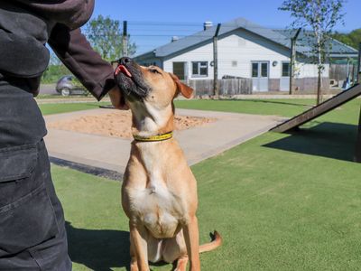 Juno | Crossbreed | Evesham (Worcestershire) - 3
