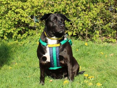 Liza | Terrier (Staffordshire Bull) Cross | Salisbury (Wiltshire) - 3