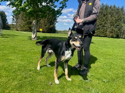 Duke | Saluki Cross | Leeds - 3